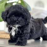 Bichon havanez 600 lei