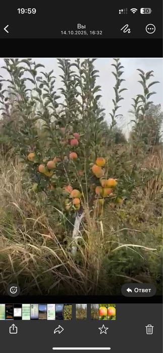 Продам яблоки сорт зимний