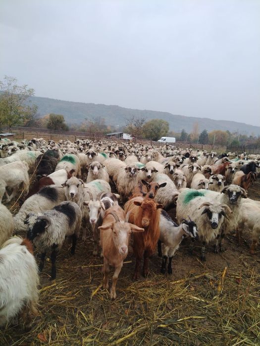 Vind 30 de oi tinere 570 lei