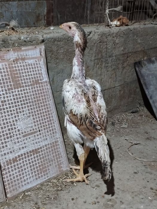 Kulangi xórozcha va tovuqcha sotiladi