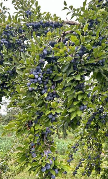 Vand prune pentru tuica