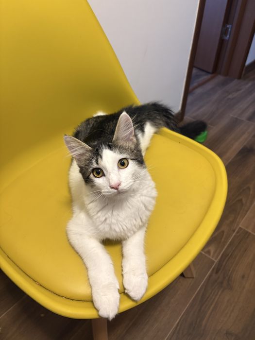 Ofer spre adoptie o pisicuta