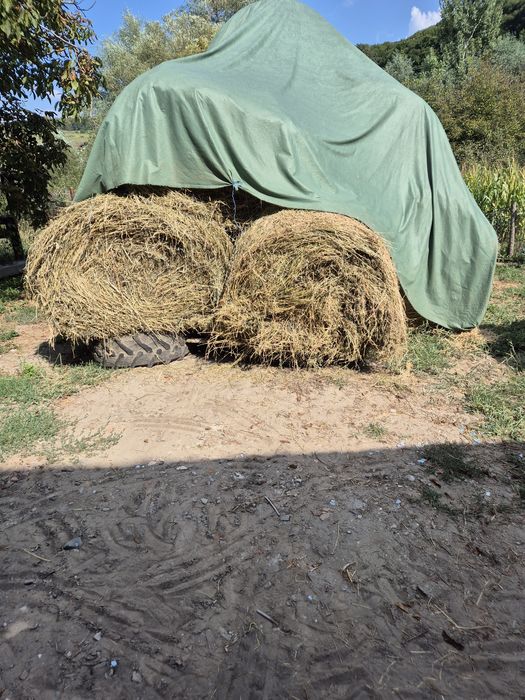 Vând baloti de lucerna, 150 / 120, foarte mari.
