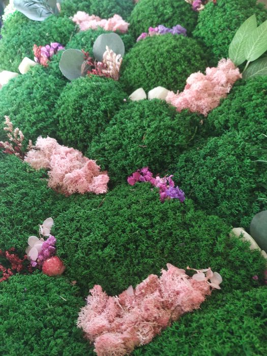 Мох королевский ягель