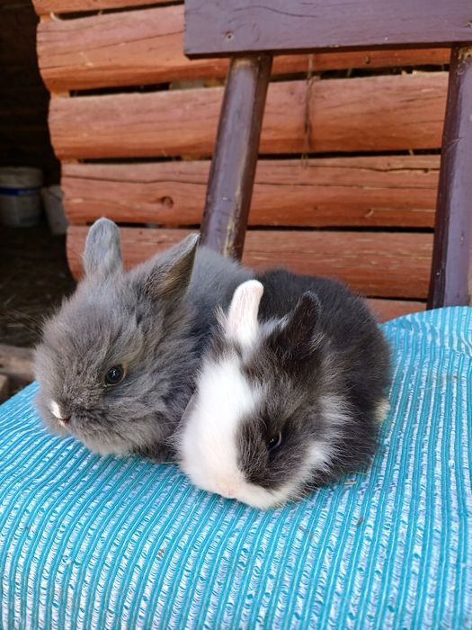 Iepurași pitici colorati