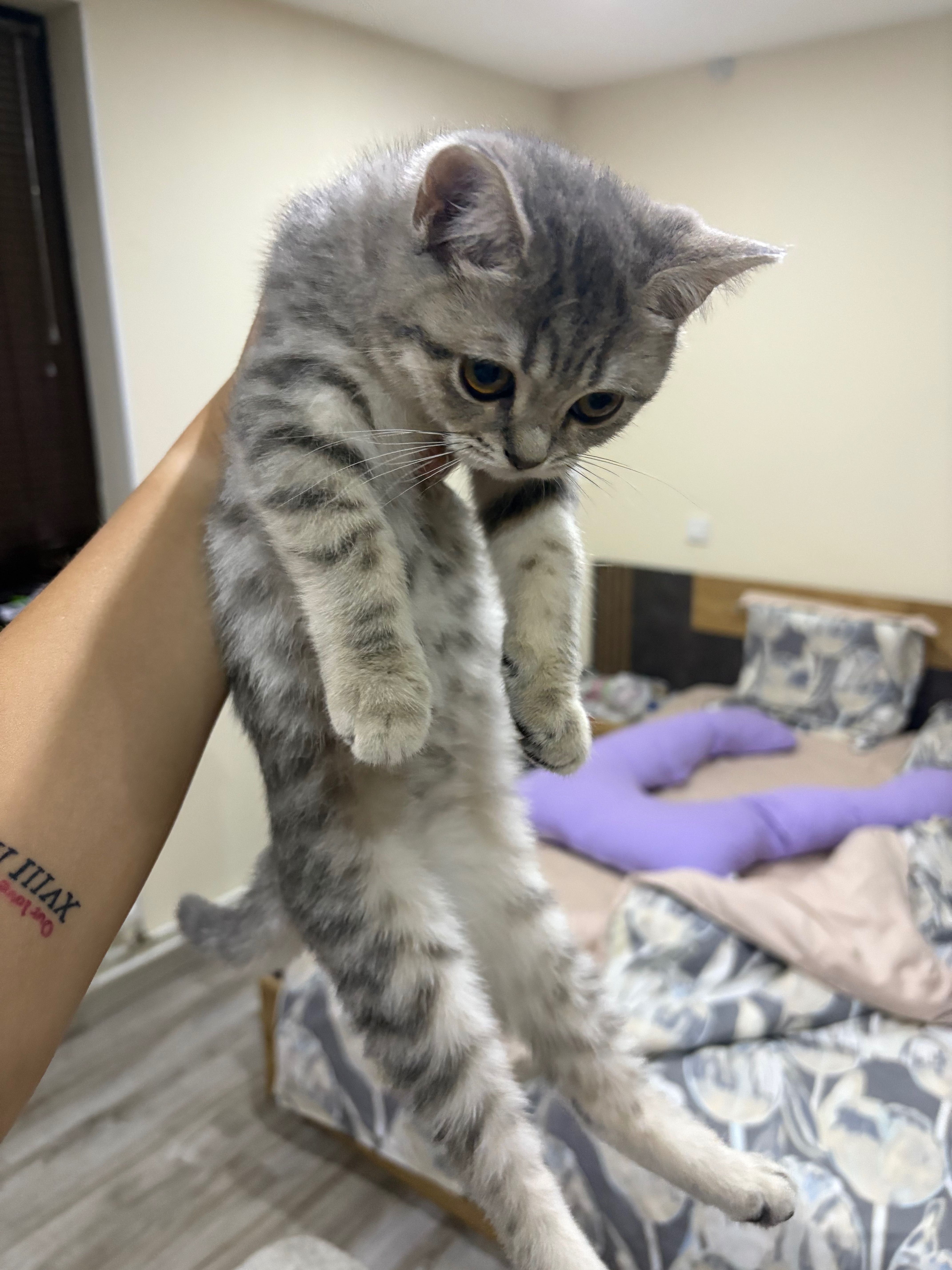 Котета британски  табита и колърпойнт
