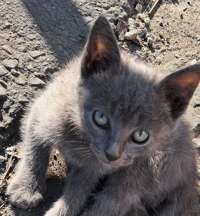 Отдам котят,очень красивые, живут на базе на улице,жалко их,зима скоро