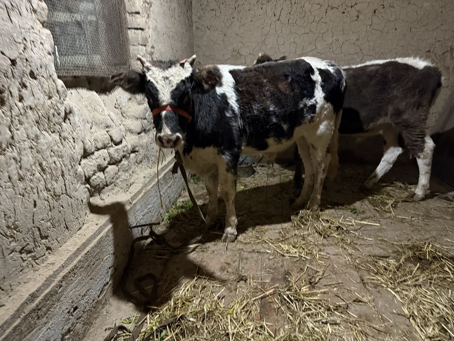 1 жасар Огиз,Бука сатылады