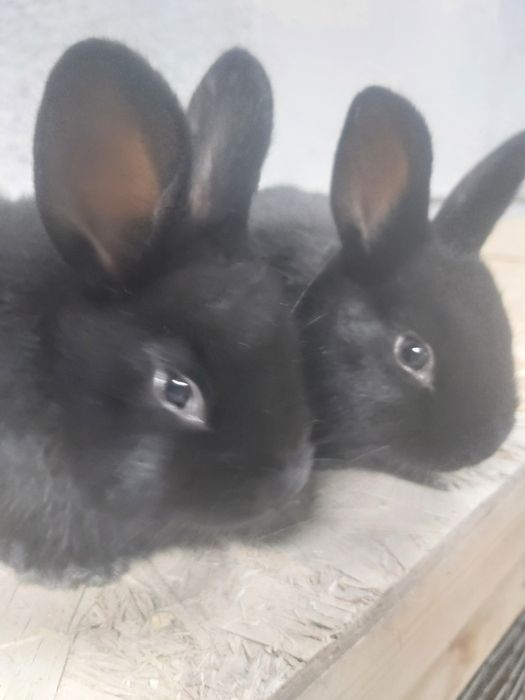 Продаются крольчата кролики куен болалари.  КОРА ШАХЗОДА.