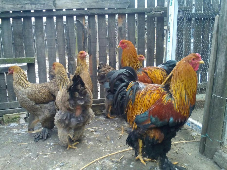 Vind oua ptr incubat