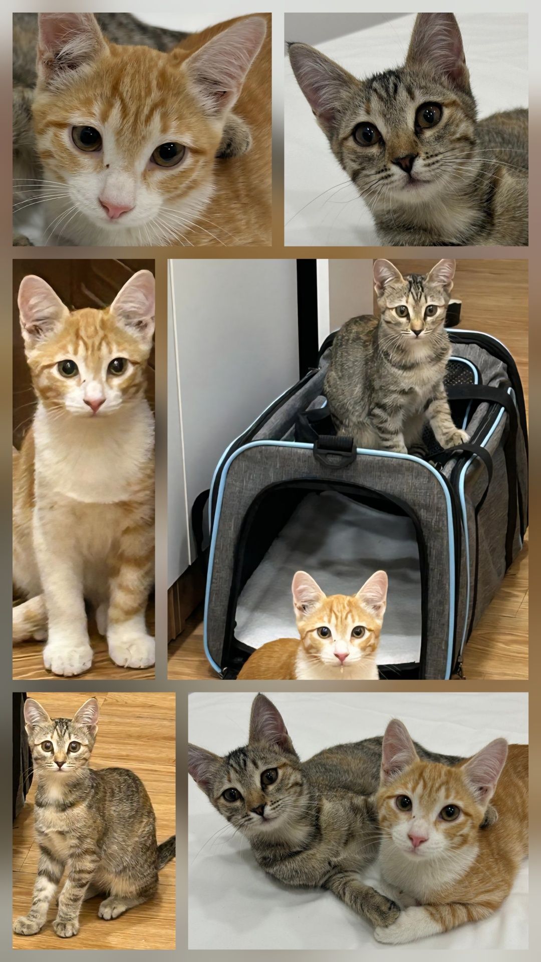 КОТЯТА ищут дом!