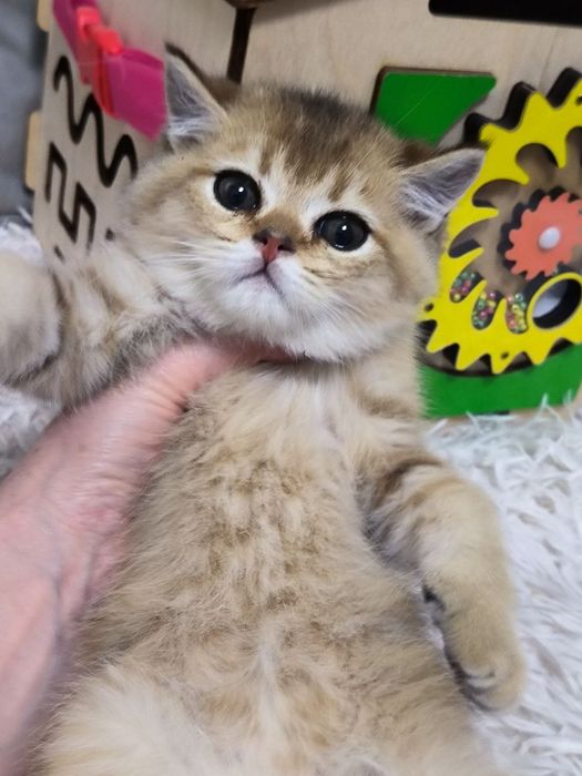 Продаются шикарные котята