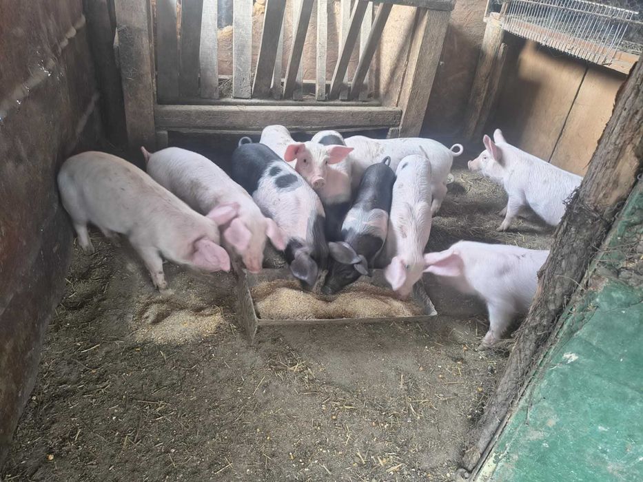 Продавам прасенца