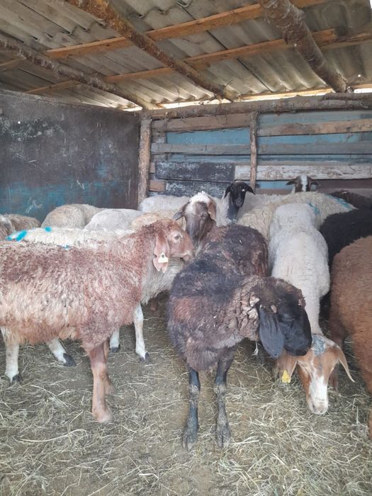 Семіз қой тоқты сатылады