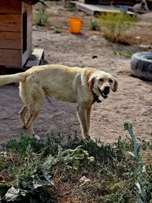 Прелесть из приюта "Хвостатый Рай"