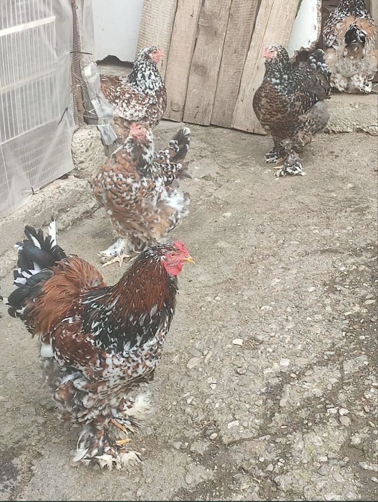 Oua pentru incubat brahma portelan