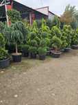 Plante ornamentale deosebite pentru o gradina de vis