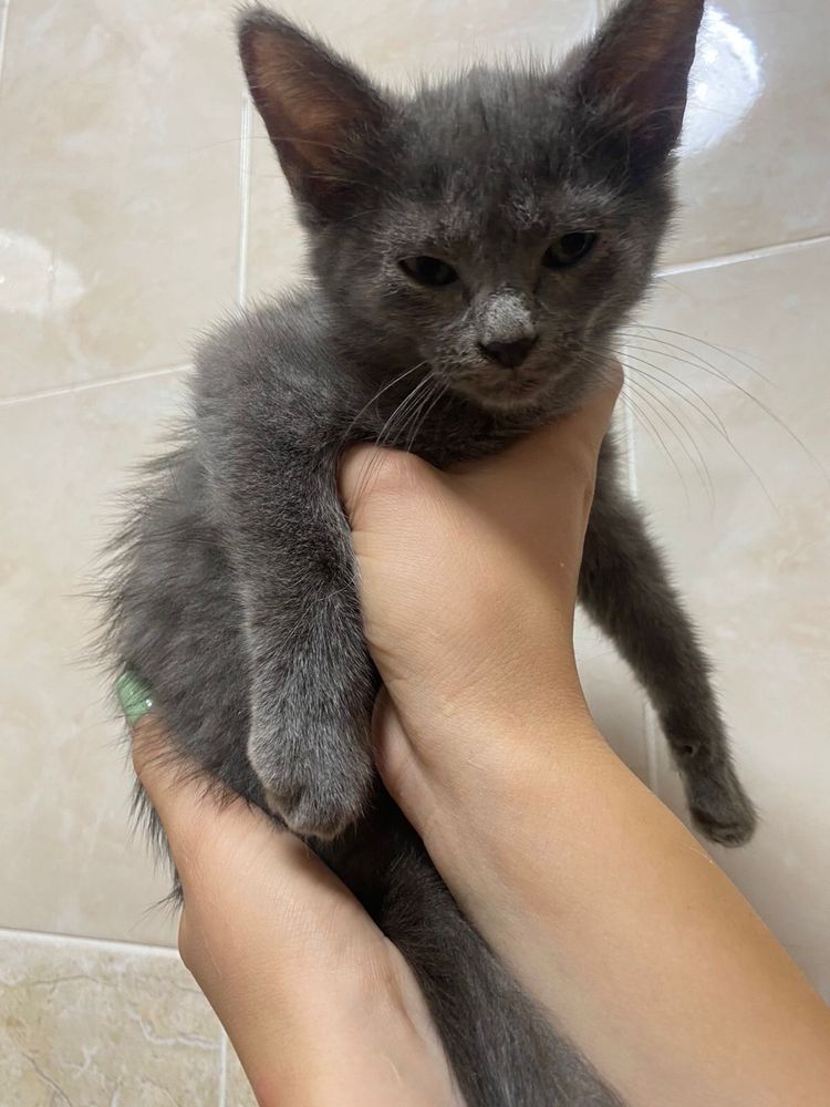 Отдам котят бесплатно