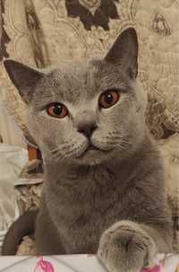 продается Британская короткошёрстная кошка