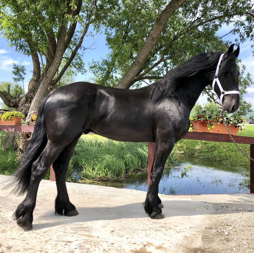 Armăsar Friesian călărie Trasura