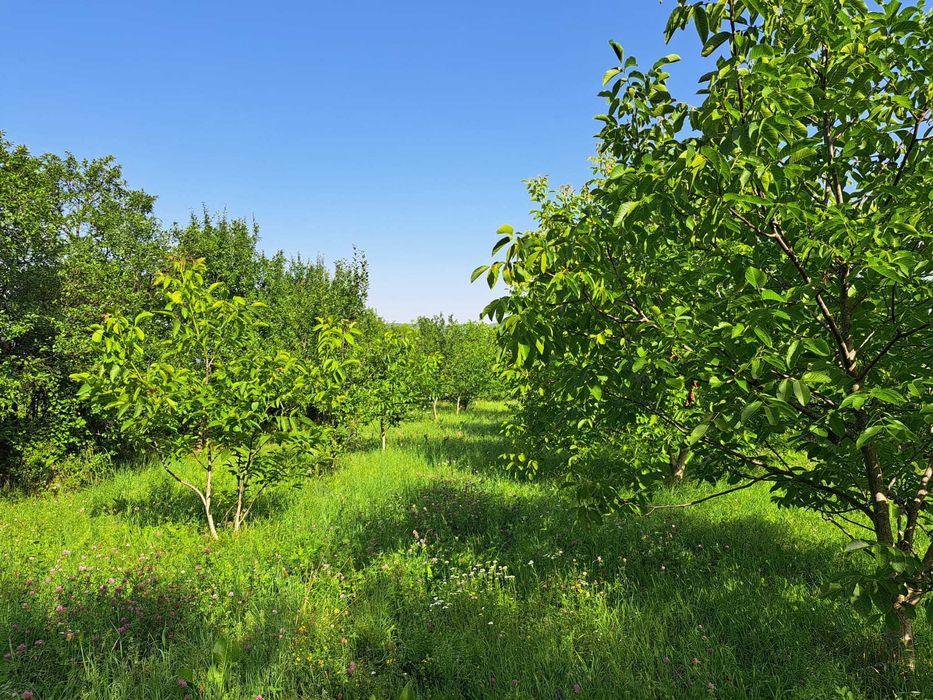 Casa cu livada + teren 5000 mp langa Tg. Secuiesc