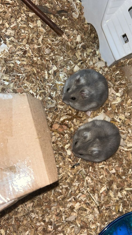 Vand hamsteri micuti  …