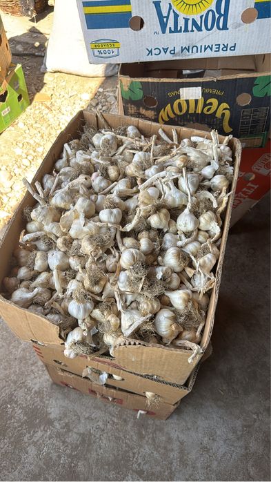 vand usturoi de primavara