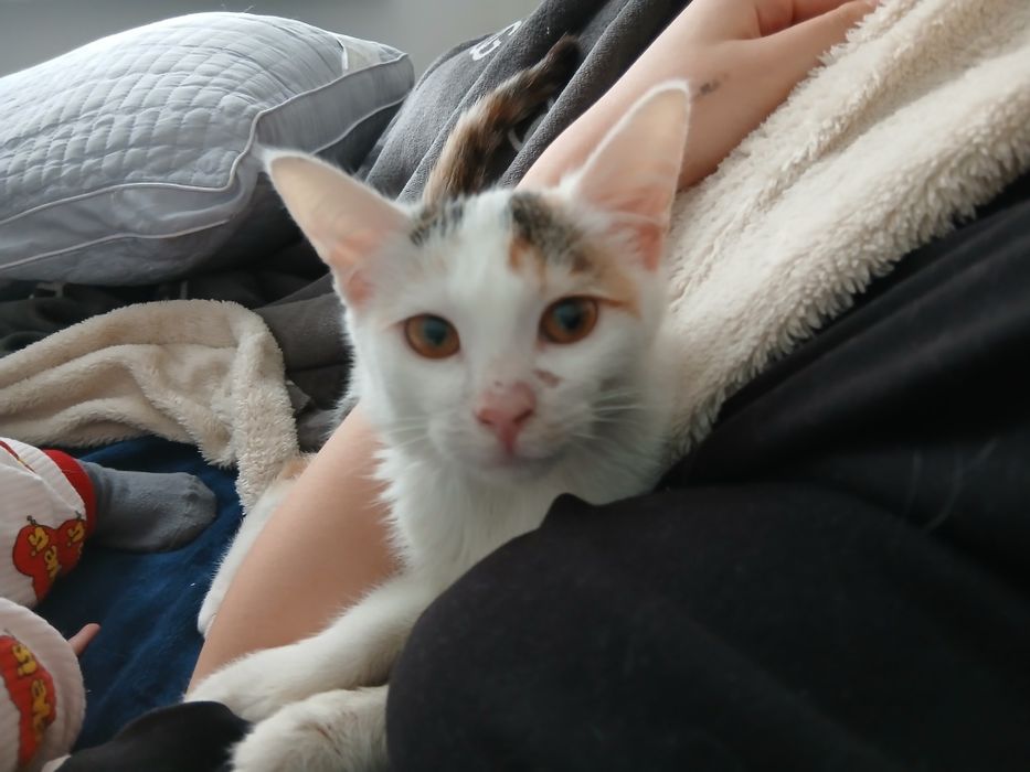 отдам в добрые руки