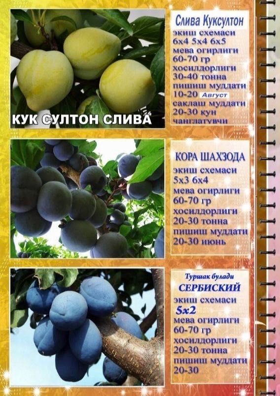 Саженцы / ko'chatlar