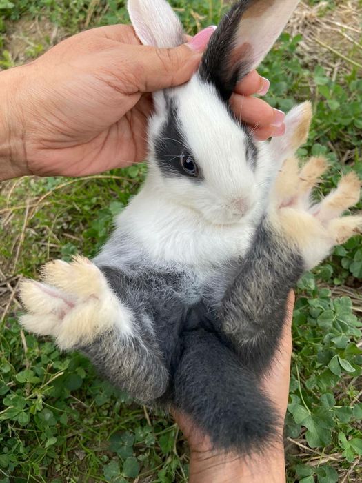 Домашний куёв болалари