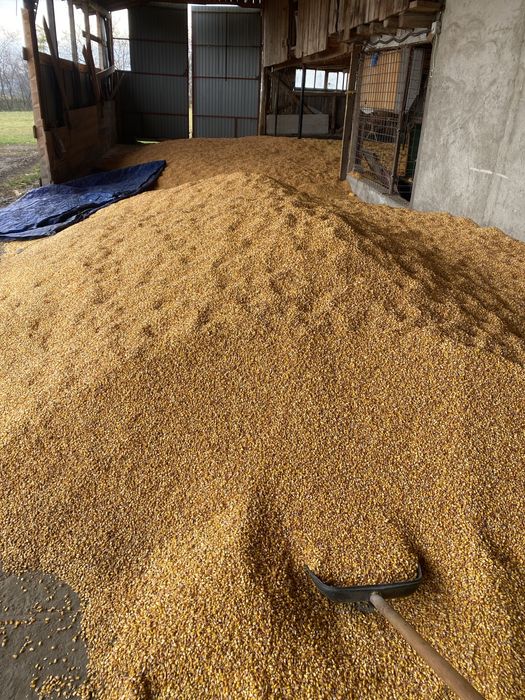 Porumb boabe 2025 cu bob mic