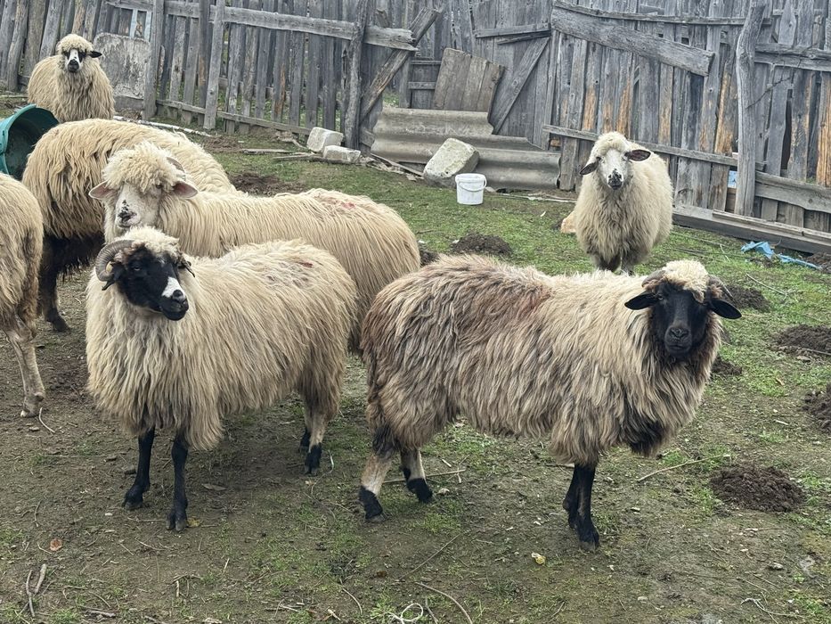 De vanzare oi tinere!