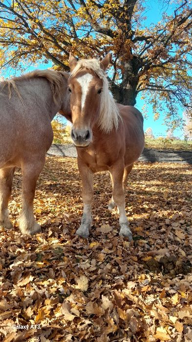 Vând mânz de 1 an și 5 luni