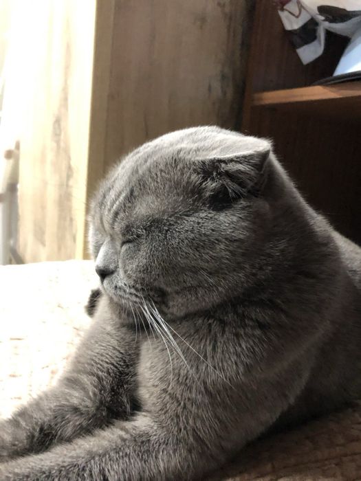Вязка: британский вислоухий кот