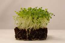 Microplante 100% naturale