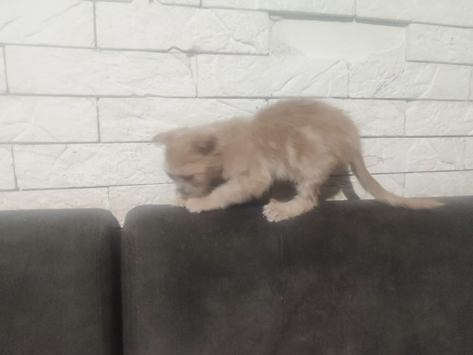 Шотландский котёнок мальчик