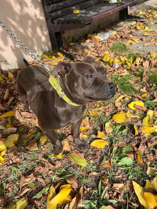 Adoptă o cățelușă Staffi ciocolatie, iubitoare și cuminte