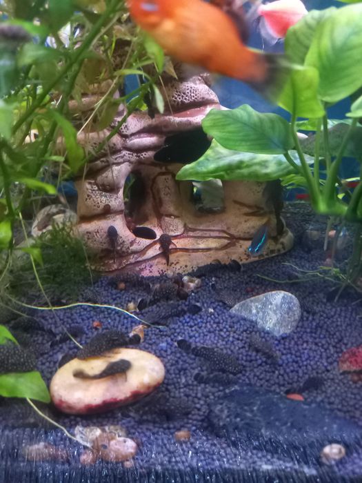 Аквариумные рыбки