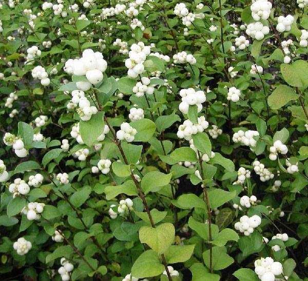 Фиданки бял маргарит, китайски мехурник, липа, златен дъжд, хибускус