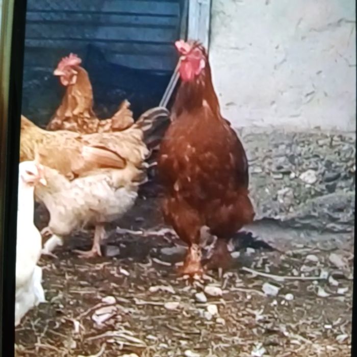 Продам петух ,цена договарная