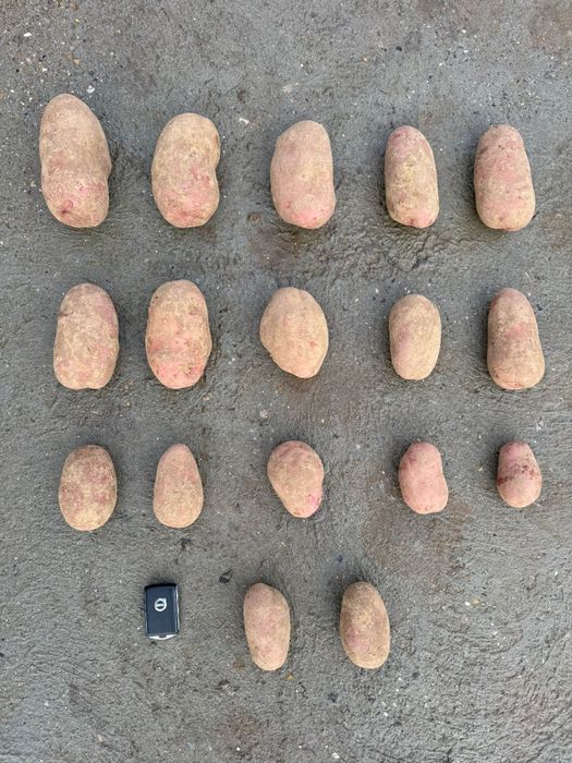 Cartof import Danemarca Polonia Germania