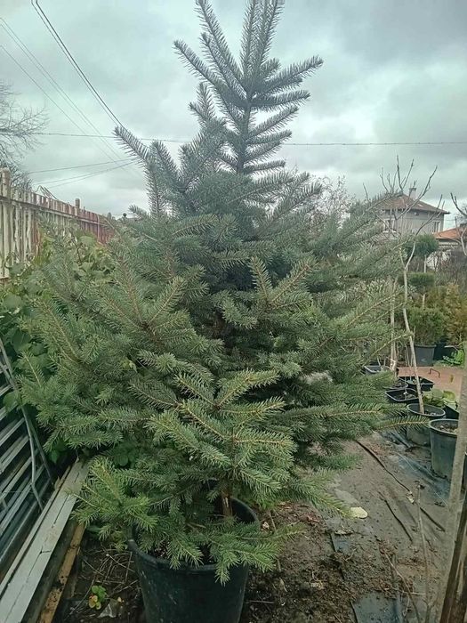 Продавам живи саксий с елхи коренната система 2 годишна която ще за