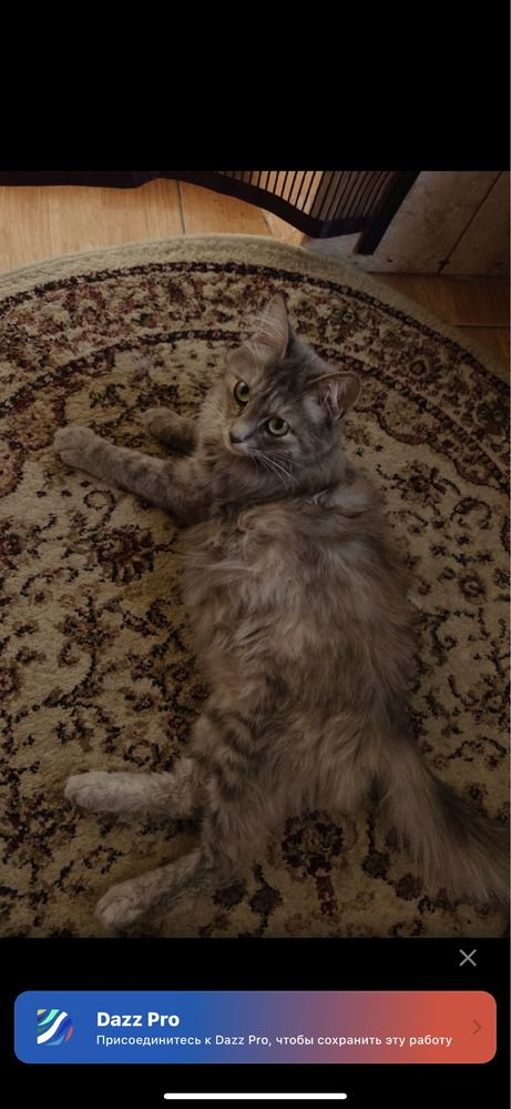 Кошка и её котята БЕСПЛАТНО