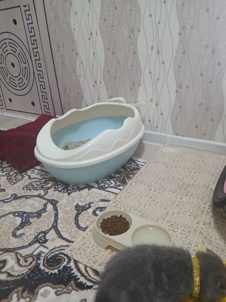 Кошка Британский вислоухий
