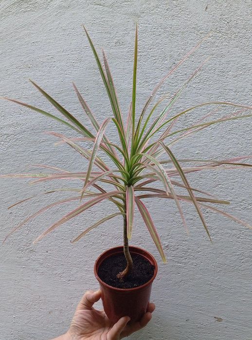 Драцена ( Dracaena marginata 'Tricolor' ). Цветы для дома и офиса.