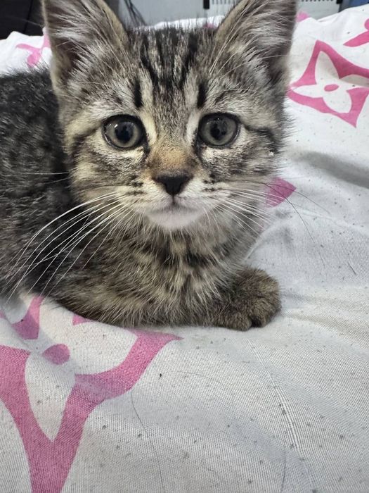 Ищет дом маленький котёнок! Отдадим в хорошие руки