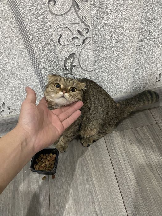 Кошка мысык шотландский