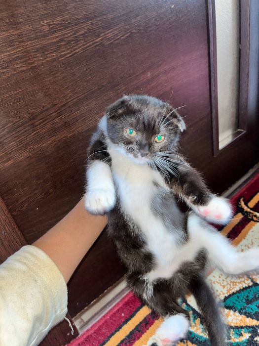 Чиройли зотдор киз мушук боласи сотилади