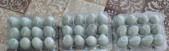 Яйца от пъдпъдъци селядони