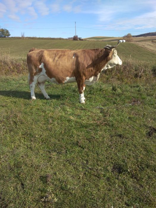 Vaca bălțată românească